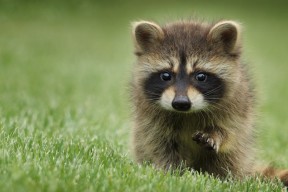 开云体育官方网站登陆-《CS_GO冠军联赛，Astralis以绝对优势夺冠升级》，csgoiem2021冠军